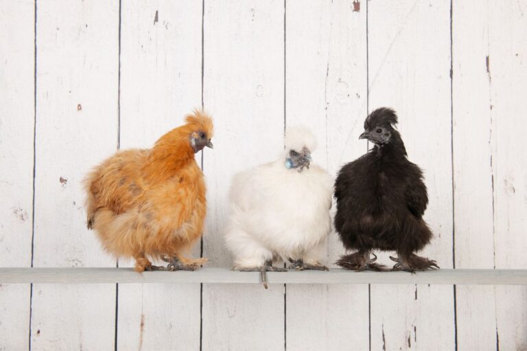 7 Ways How To Tell Male And Female Silkies Apart Chicken And Chicks Info 2080