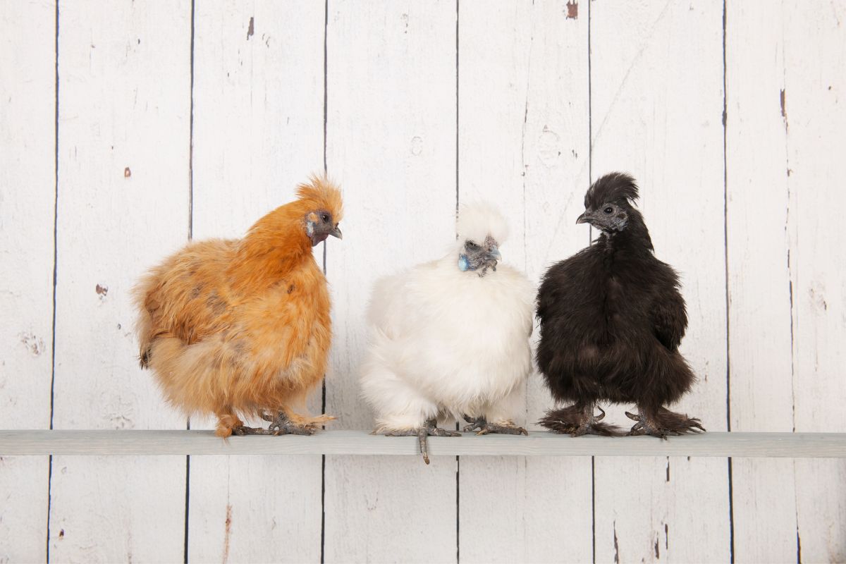 Three silkie chickens with different feather colors on a wooden board.