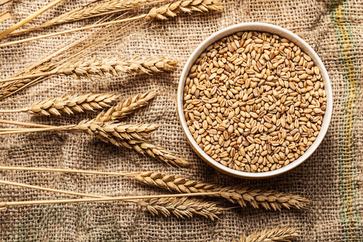 A bowl full of wheat on a sack with wheat stalks.
