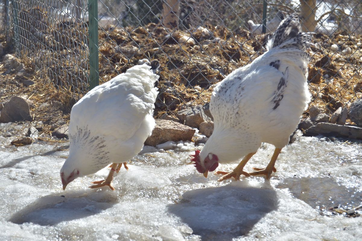 A Delaware Chicken rooster and a Delaware Chicken hen gobbling snow.