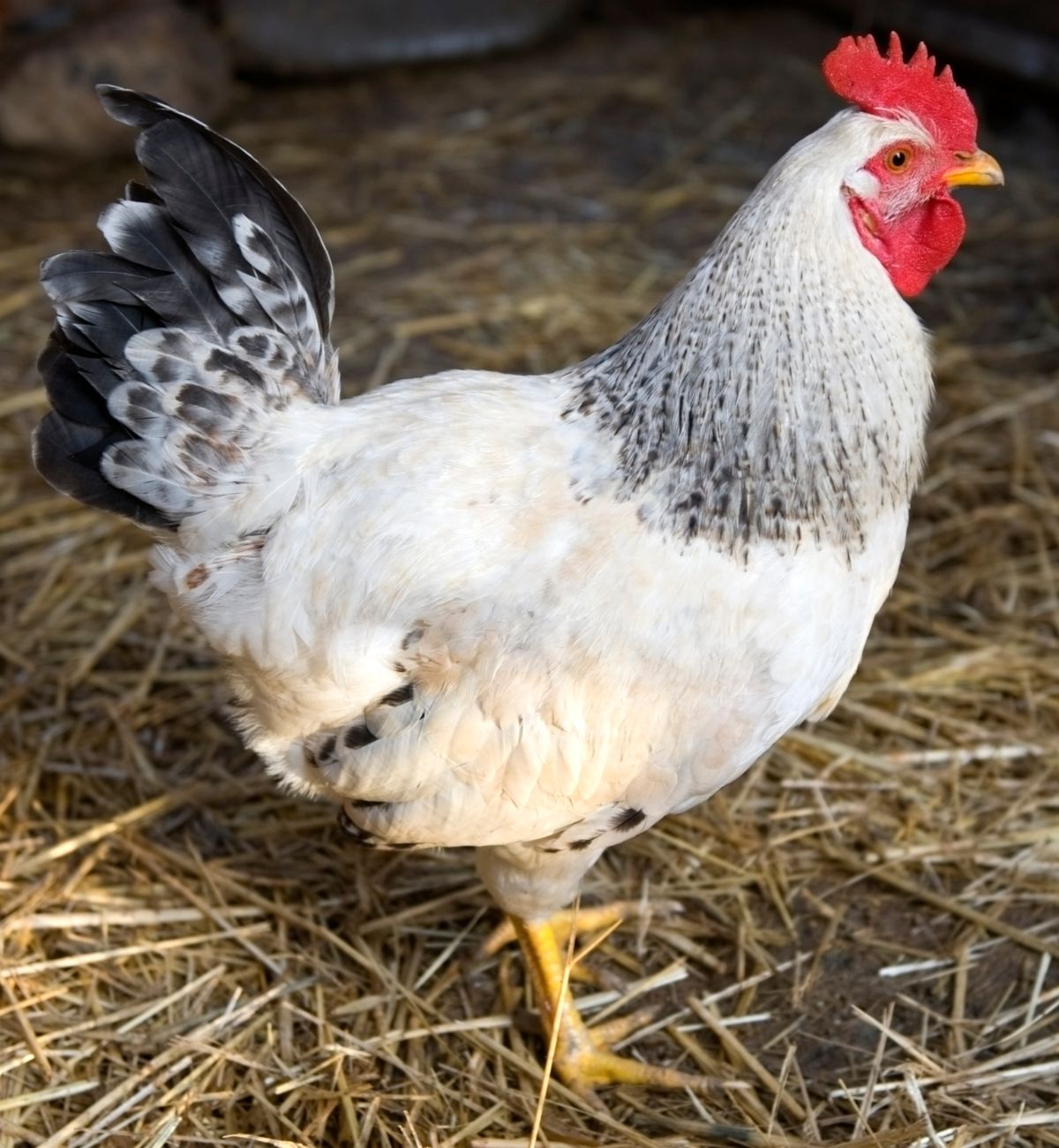 A big Delaware Chicken rooster in a chicken coop.