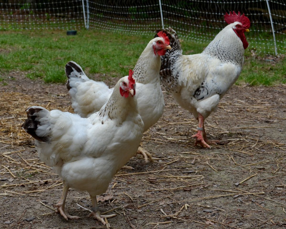 A Delaware Chicken flock in a backyard.