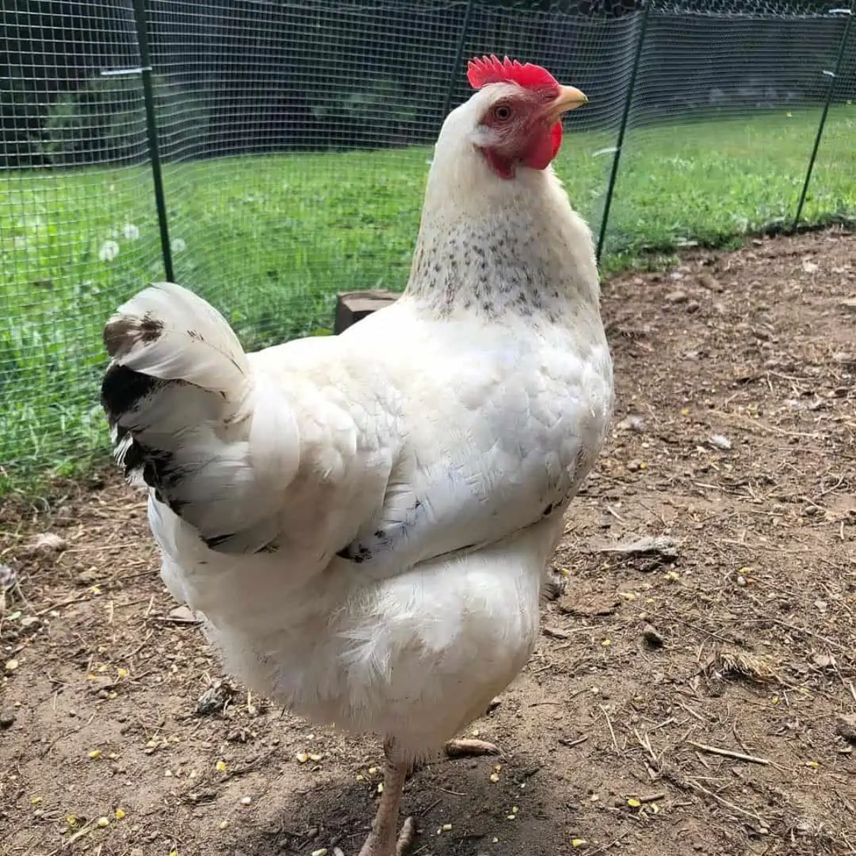 A beautiful Delaware Chicken hen in a backyard.