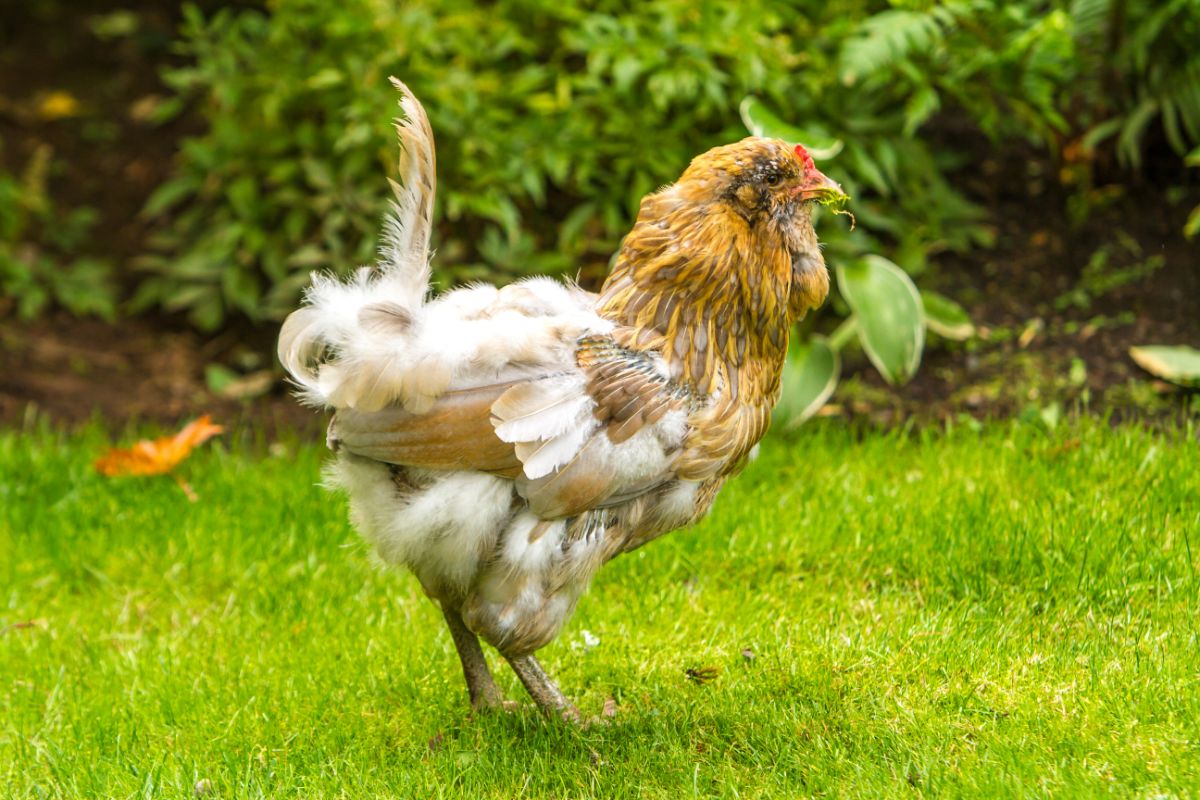 Molting Americana chicken is standing on a green pasture.
