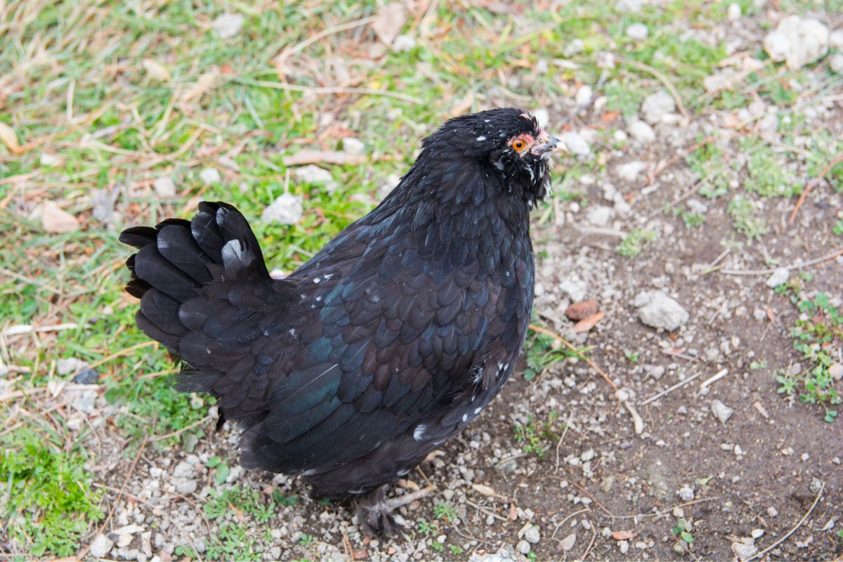 A beautiful black Araucana chicken in a backyard.