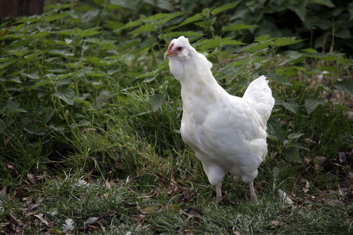 A beautiful white Araucana chicken standing on green grass.