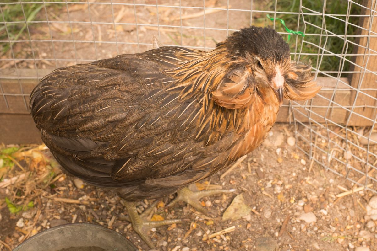 A cute brown Araucana chicken standing next to a fence.