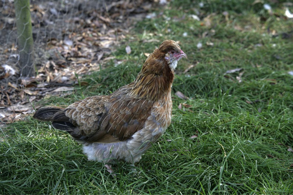 A beautiful silver duck wing Araucana chicken on green grass.