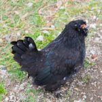 A beautiful black Araucana chicken in a backyard.