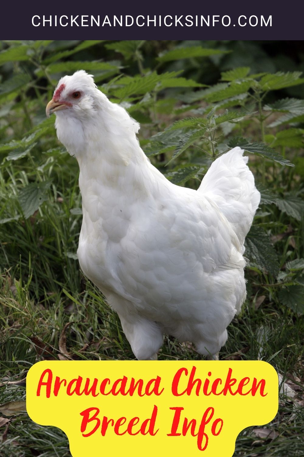 Araucana Chicken Breed Info pinterest image.