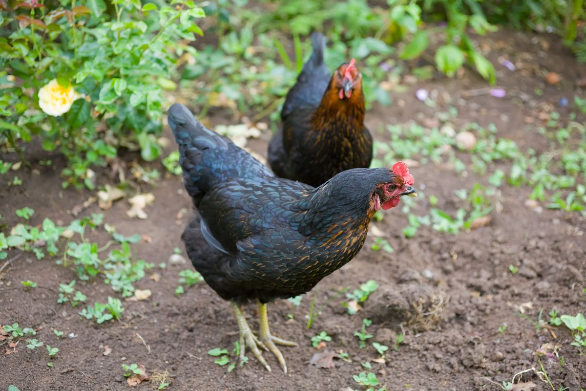 Two adorable Australorp hens in a backyard.