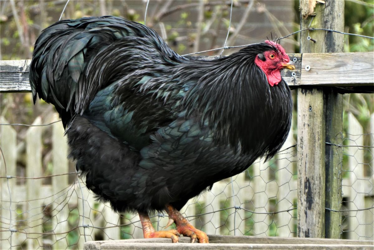 A big Australorp rooster perched on a wooden feeder.