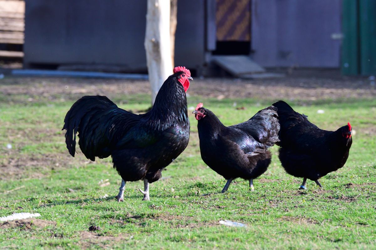 An Australorp flock in a backyard pasture.
