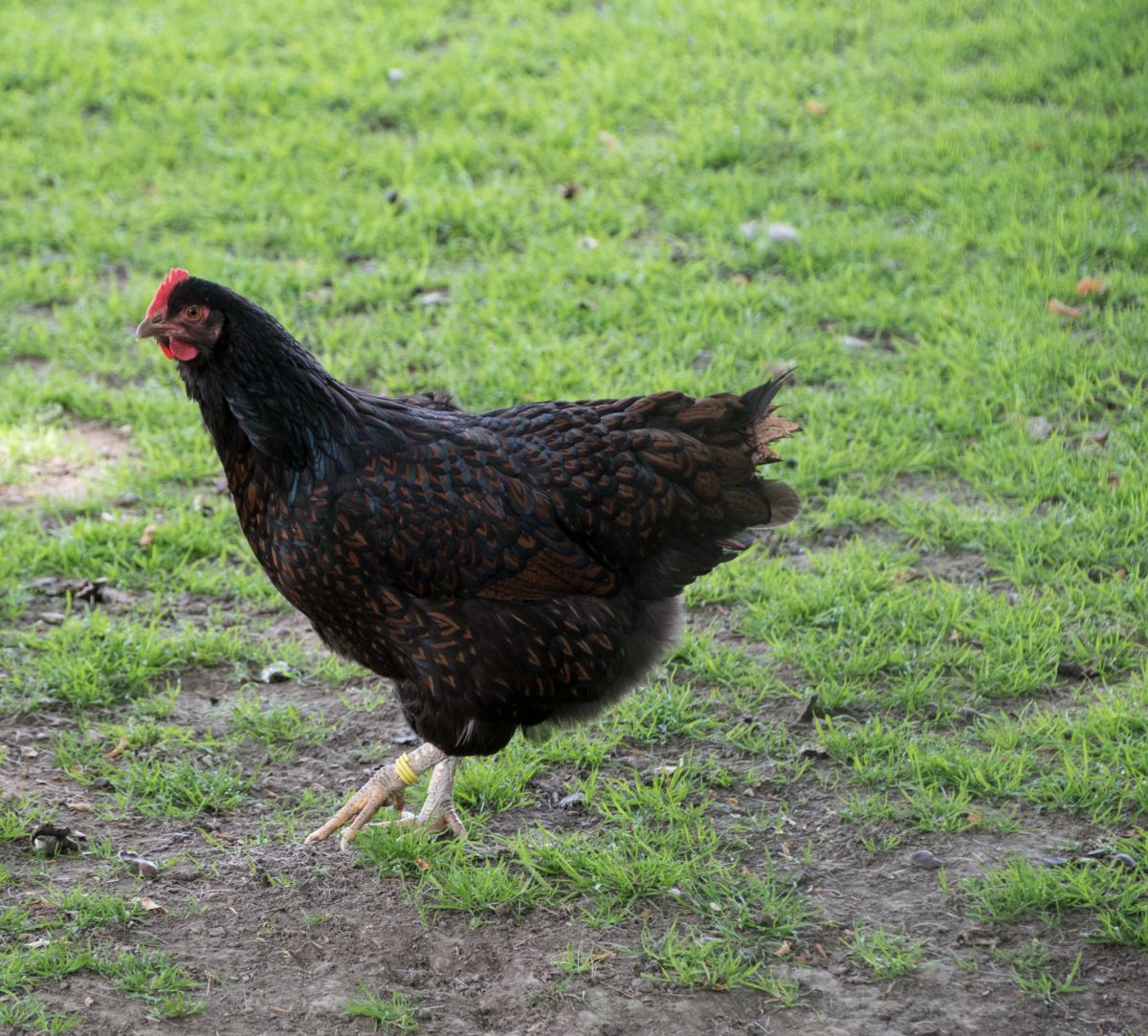 An adorable Australorp hen walking in a backyard.