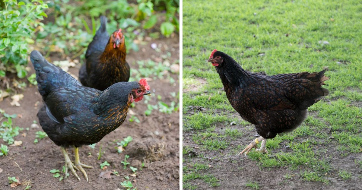 Australorp Chicken Breed Info + Where to Buy - Chicken & Chicks Info