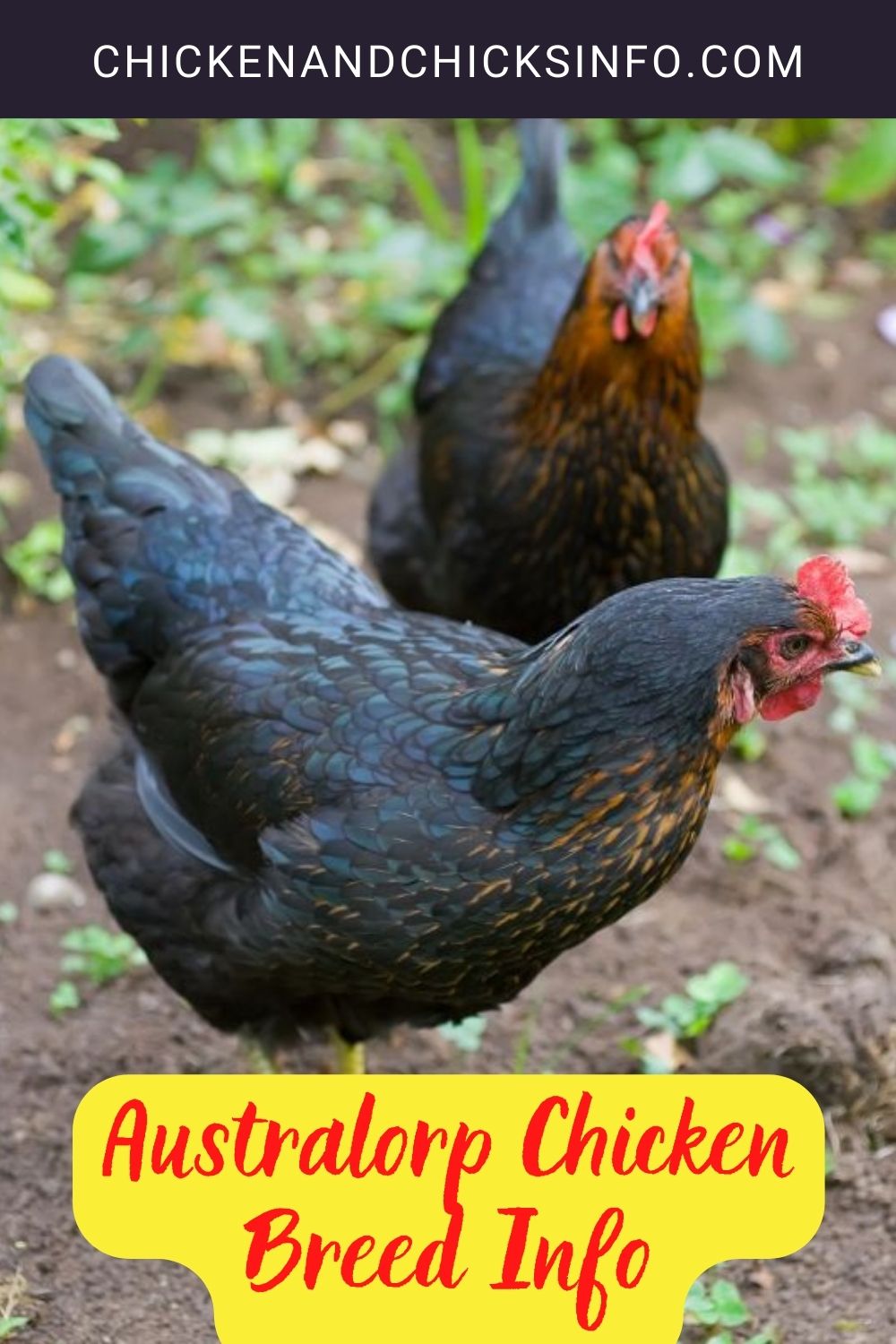Australorp Chicken Breed Info pinterest image.