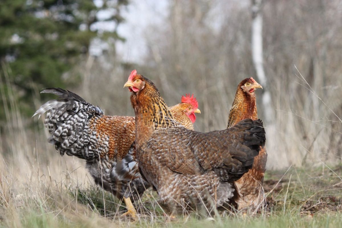 Three Bielefelder hens in a backyard pasture.