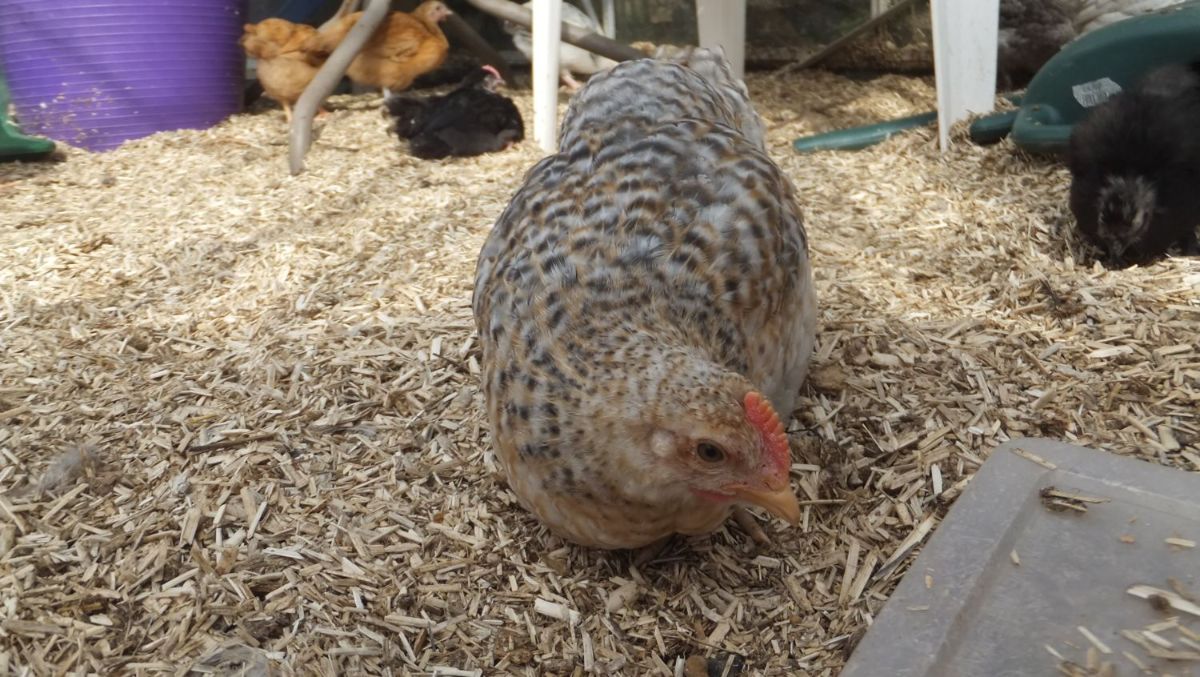 A young Bielefelder chicken in a coop.