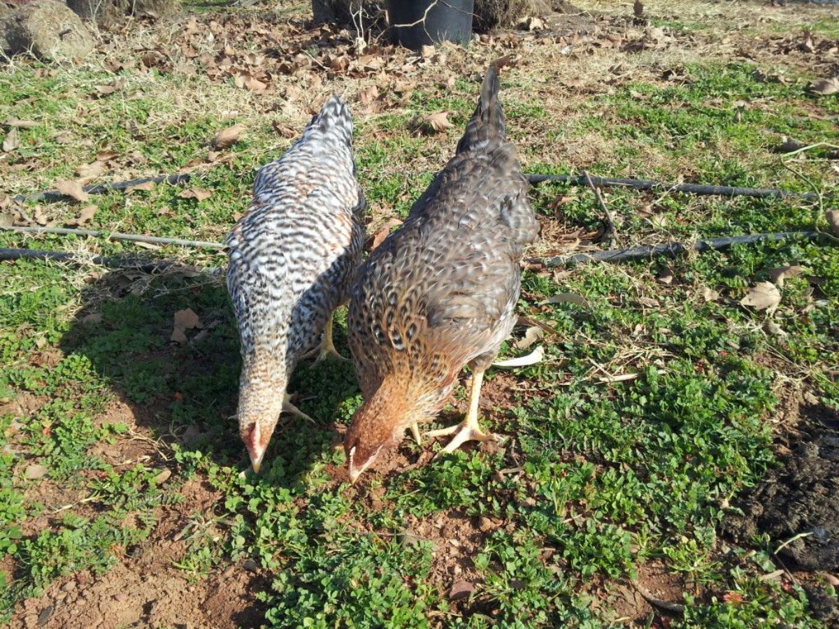 Two Bielefelder chickens looking for food in a backyard.