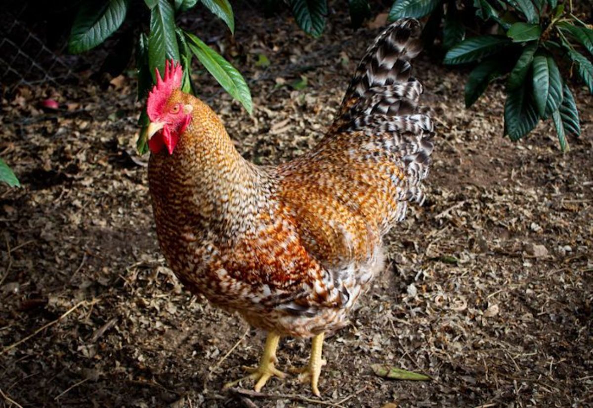 A beautiful big Bielefelder rooster.