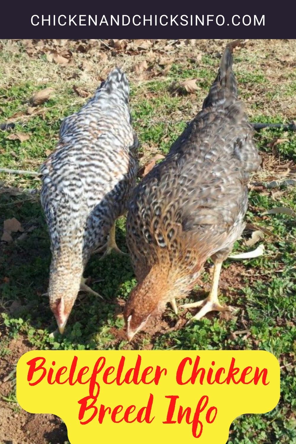 Bielefelder Chicken Breed Info pinterest image.