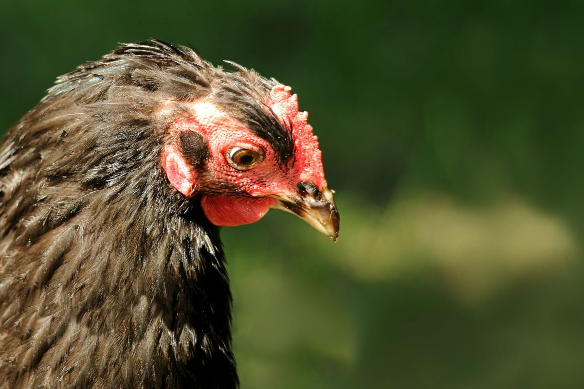 A close-up of a black chicken with missing feathers on the head.