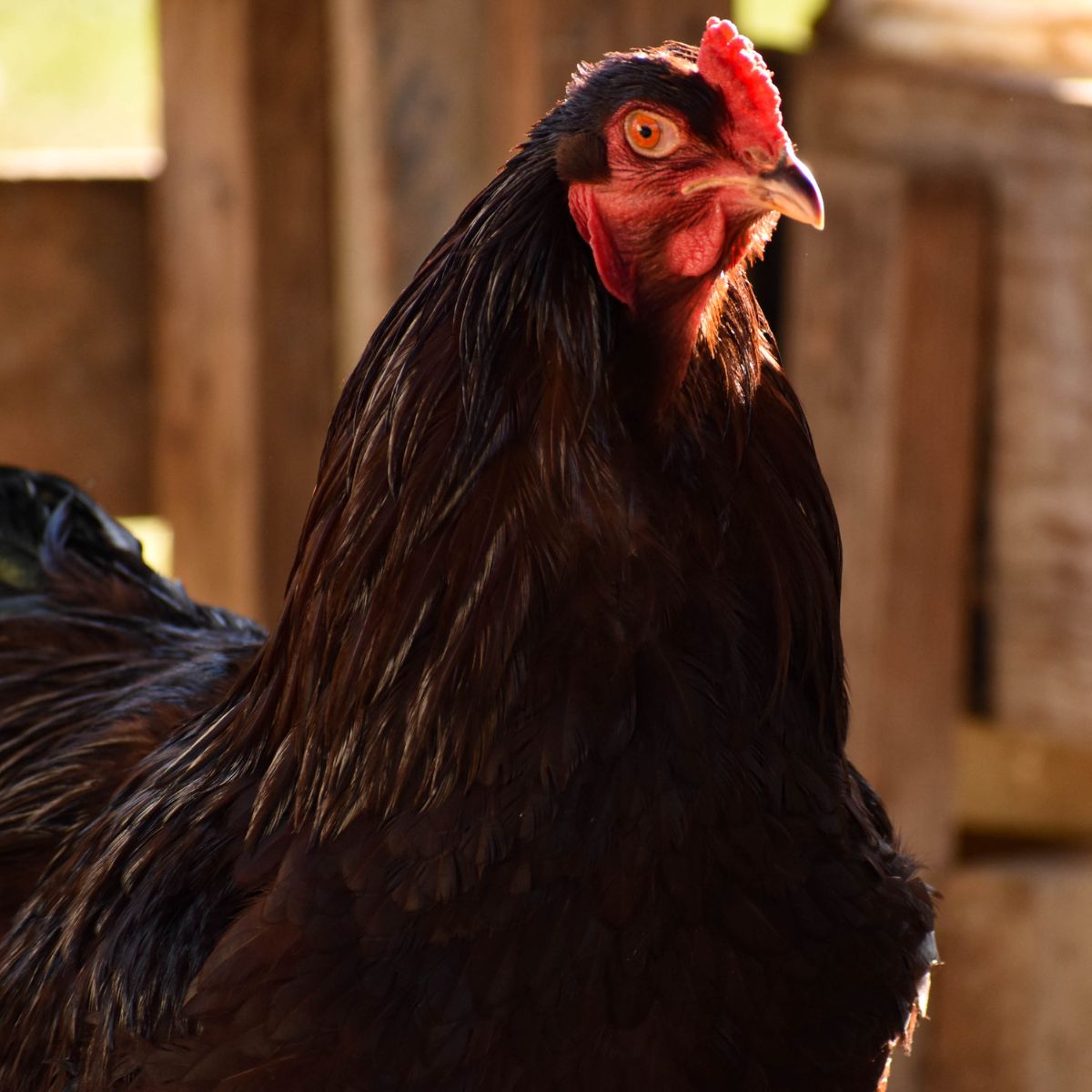 A close-up of a brown Buckeye Chicken.