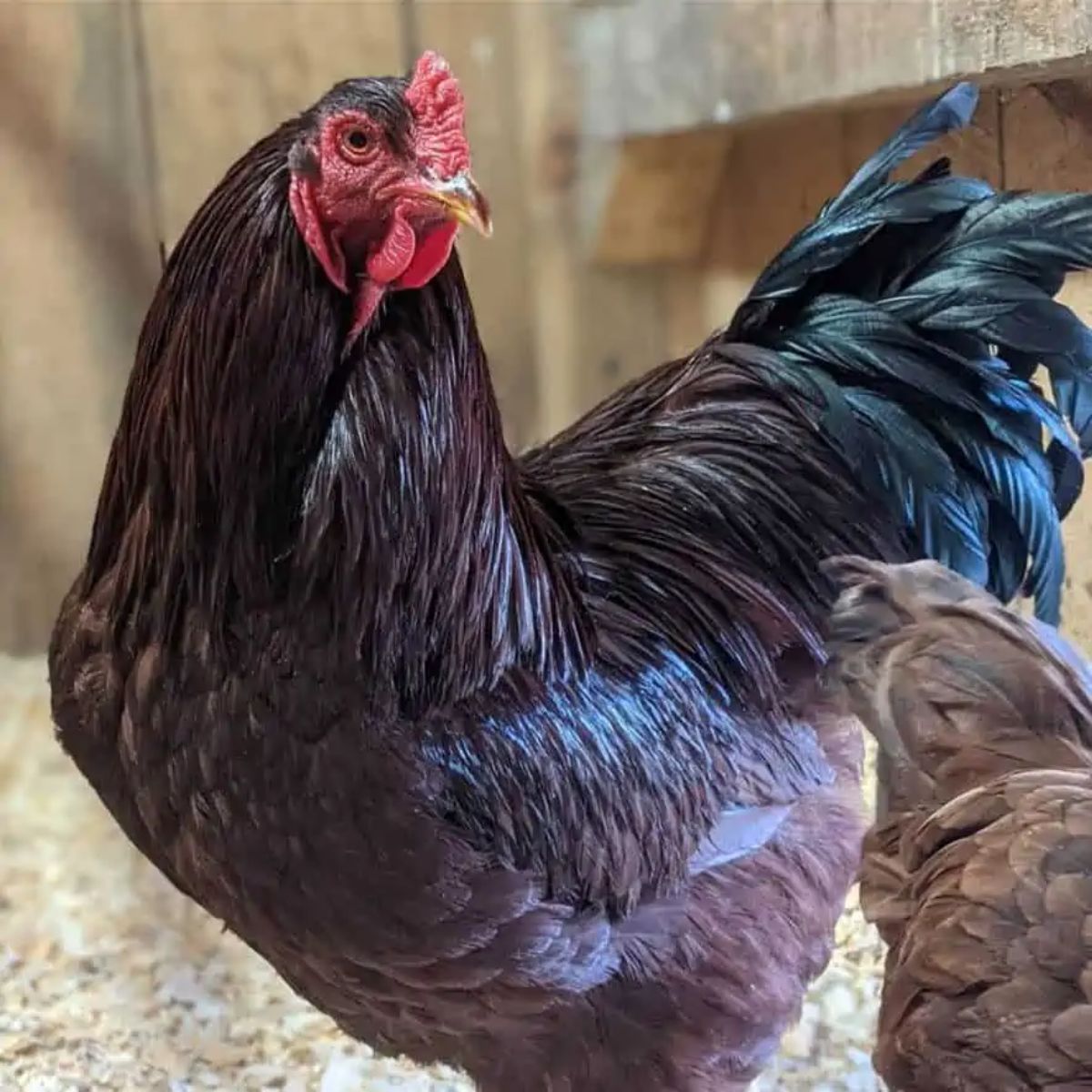 A brown Buckeye Chicken in a chicken coop.