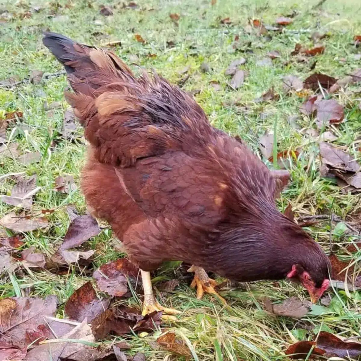 A brown Buckeye Chicken gobbling on a pasture.