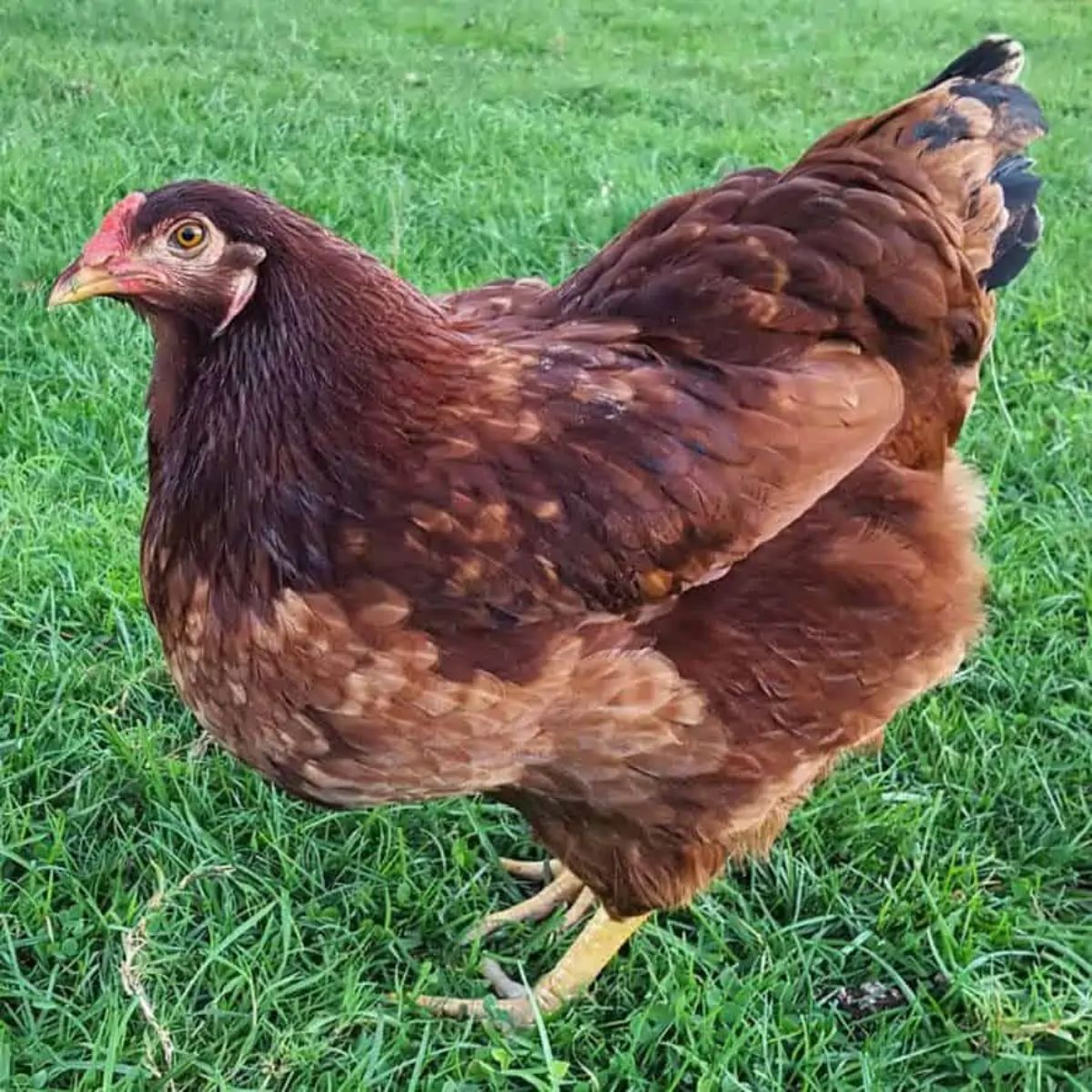 A brown Buckeye Chicken on a green pasture.
