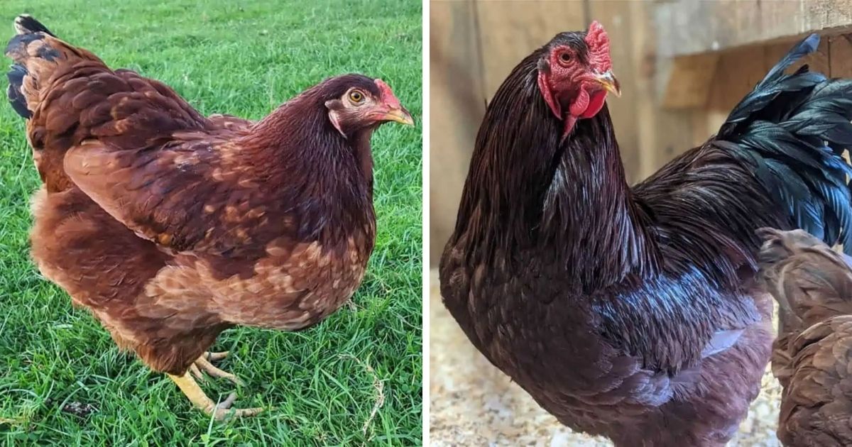 Buckeye Chicken Breed Info + Where to Buy - Chicken & Chicks Info