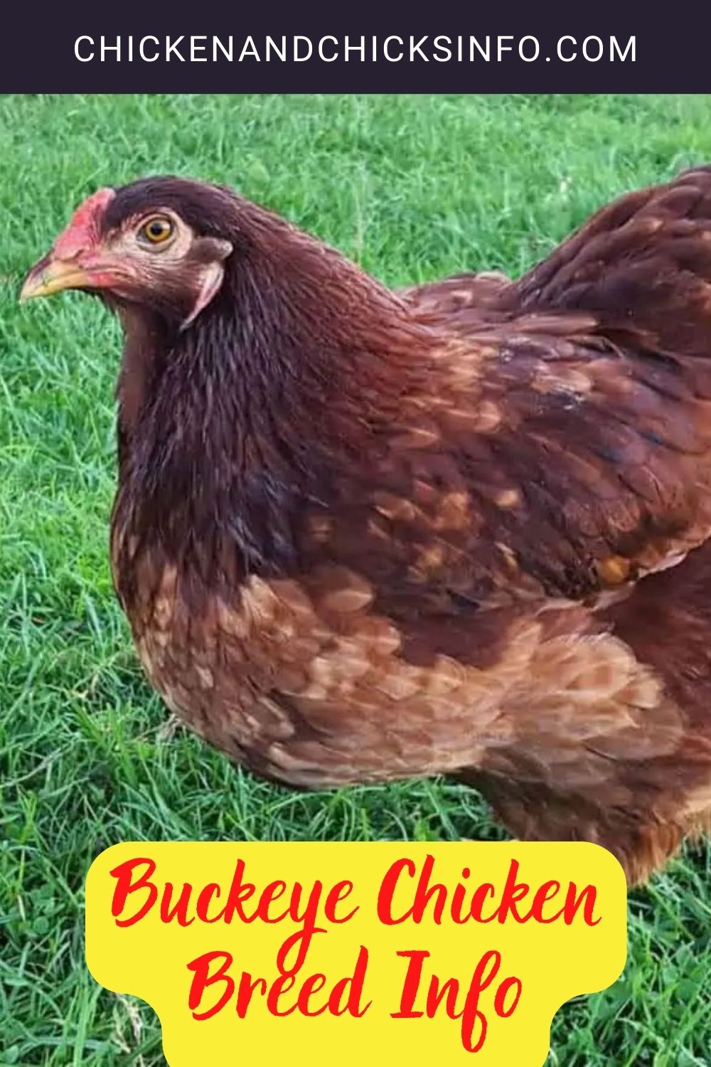 Buckeye Chicken Breed Info pinterest image.