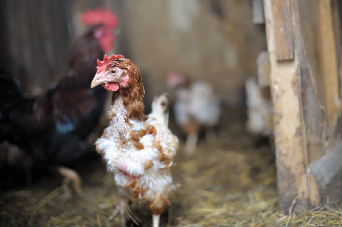 Brown molting chicken in a chicken coop.