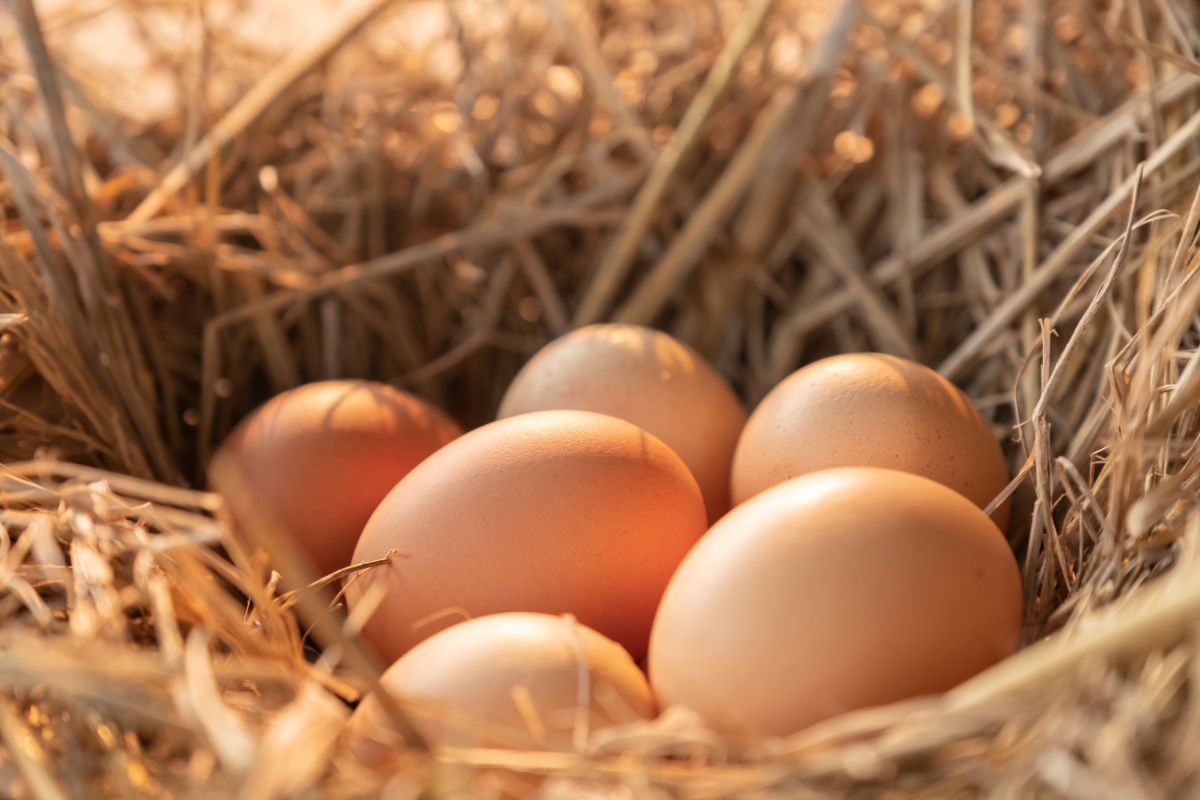 A bunch of organic chicken eggs in a nest.