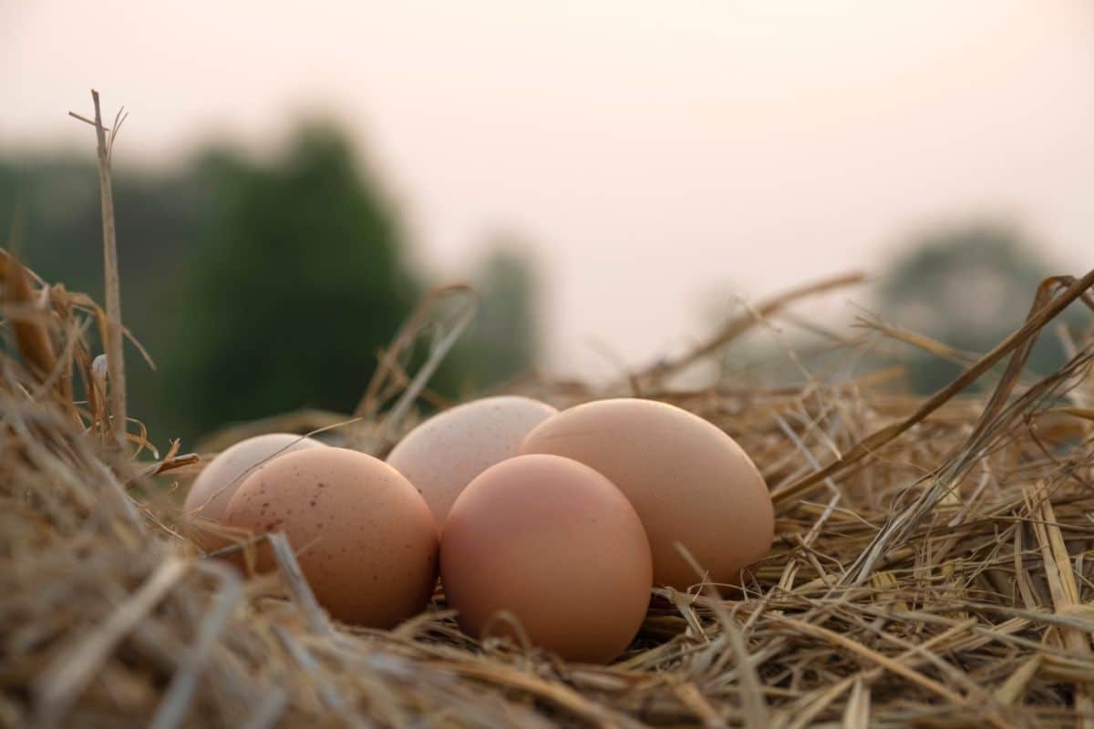 Five organic chicken eggs in a straw nest.