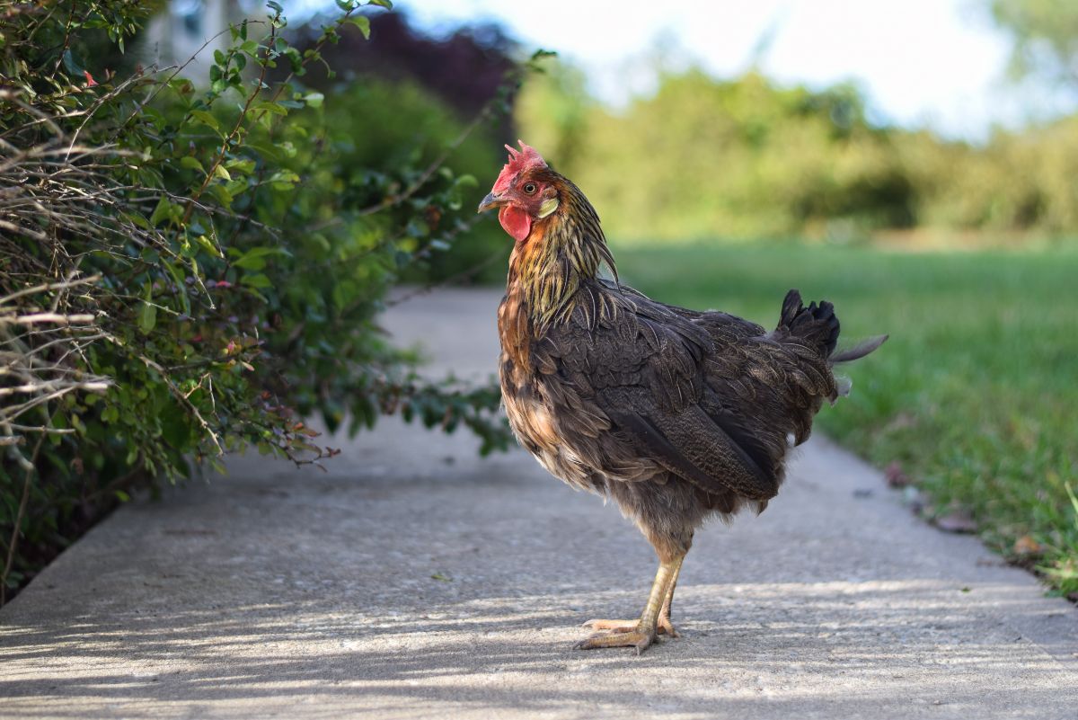 Brown-gray chicken with missing tail feathers is standing on the pavement.