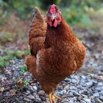 Cinnamon Queen Chicken Breed Info + Where to Buy - Chicken & Chicks Info