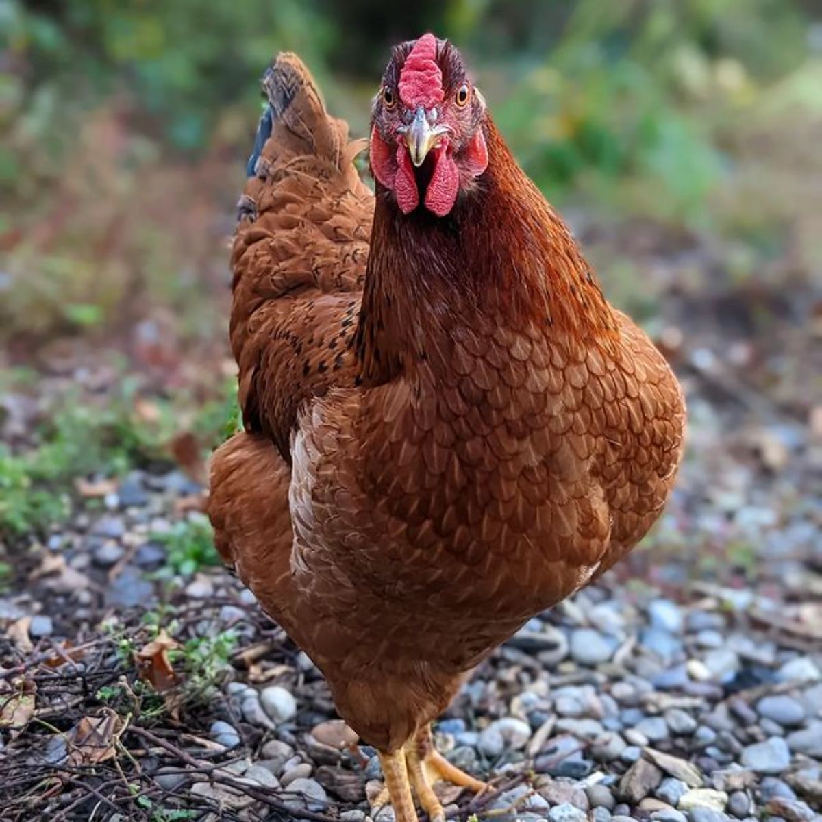 A beautiful Cinnamon Queen chicken looking into a camera.
