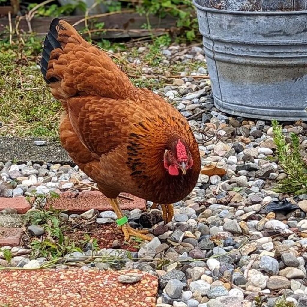 Cinnamon Queen Chicken Breed Info + Where to Buy Chicken & Chicks Info