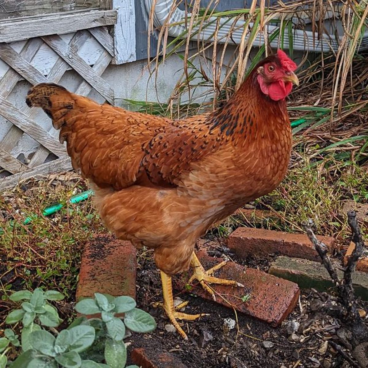A brown Cinnamon Queen hen in a backyard.