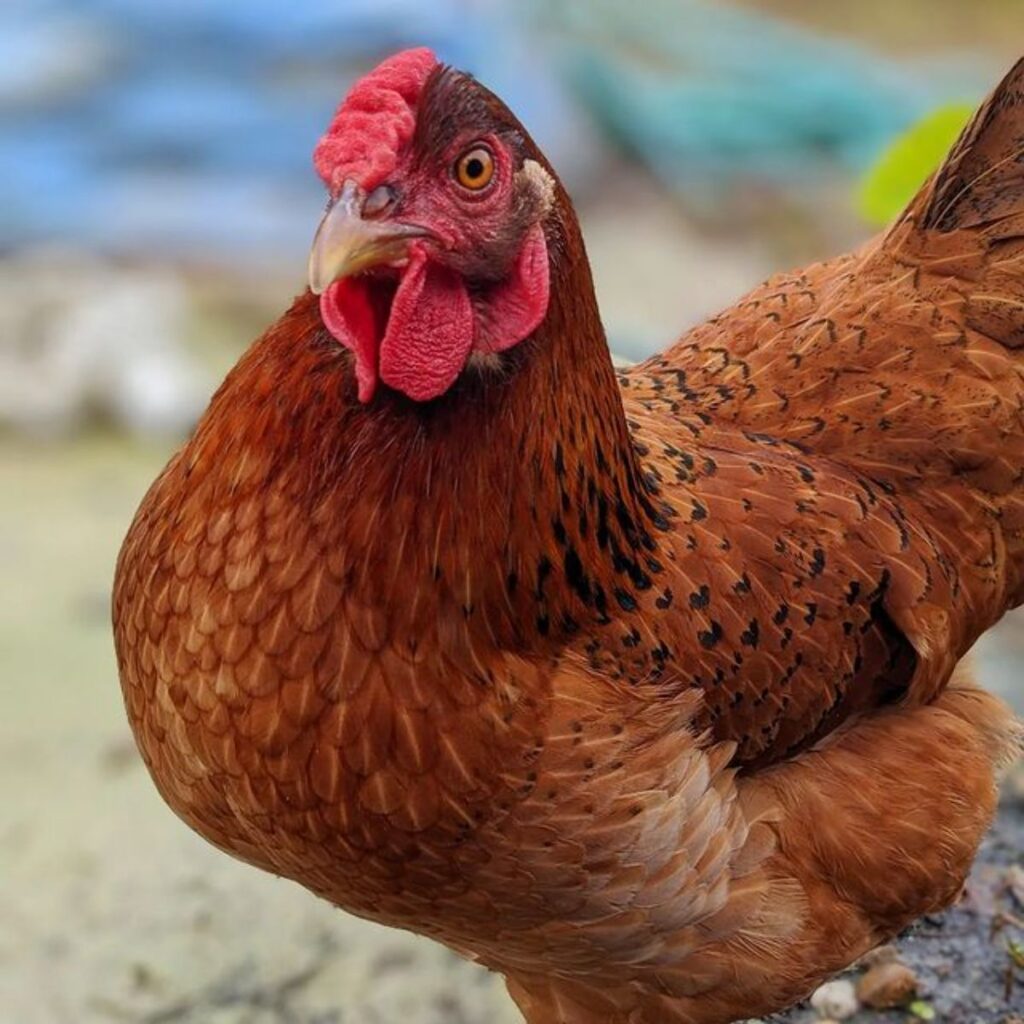 Cinnamon Queen Chicken Breed Info + Where to Buy Chicken & Chicks Info