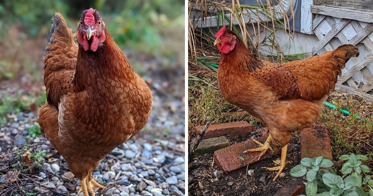 Cinnamon Queen Chicken Breed Info + Where to Buy Chicken & Chicks Info