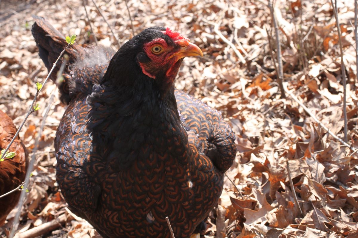 A curious Cornish Chicken standing on fallen leaves.