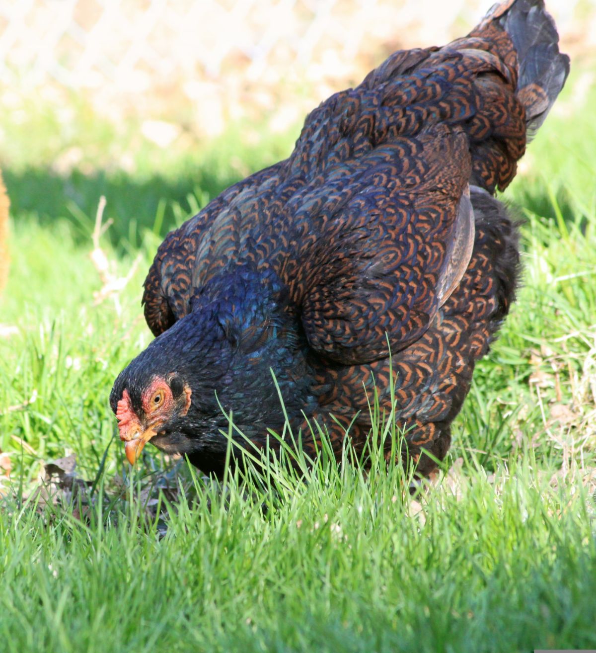 A beautiful Cornish Chicken looking for food in green grass.