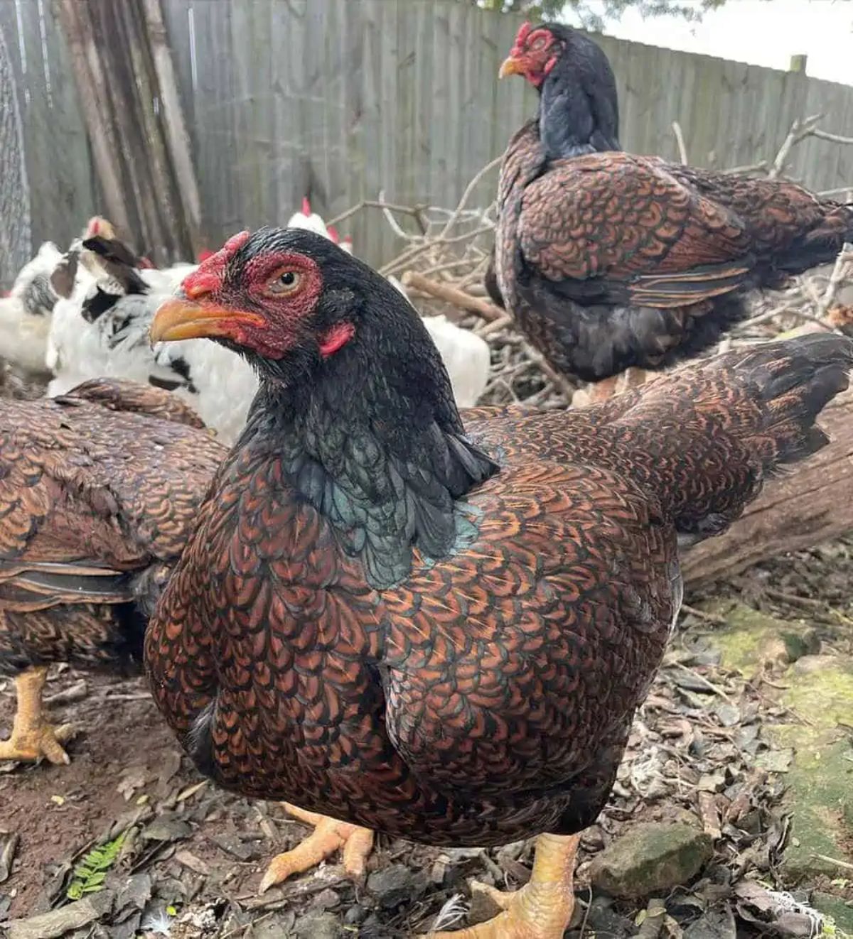 A Cornish Chicken flock in a backyard.