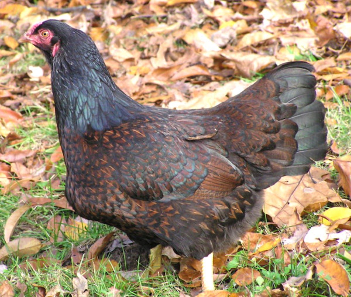 A beautiful Cornish Chicken in a fallen-leaves-covered backyard.