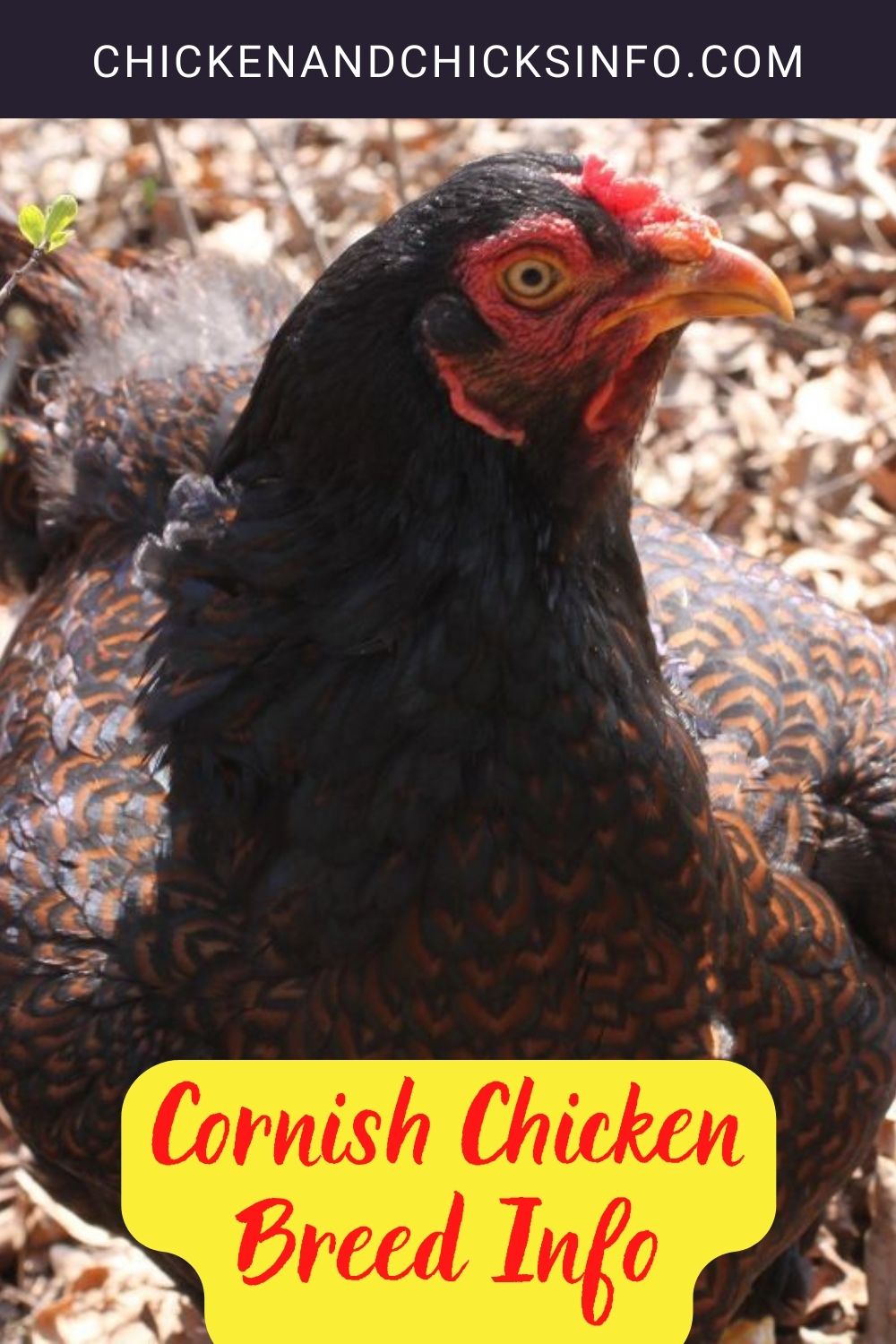 Cornish Chicken Breed Info pinterest image.