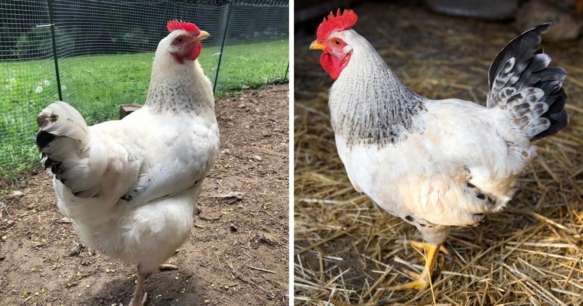 Delaware Chicken Breed Info + Where to Buy Chicken & Chicks Info