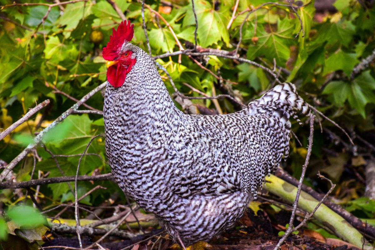 A Dominique chicken near a bush.