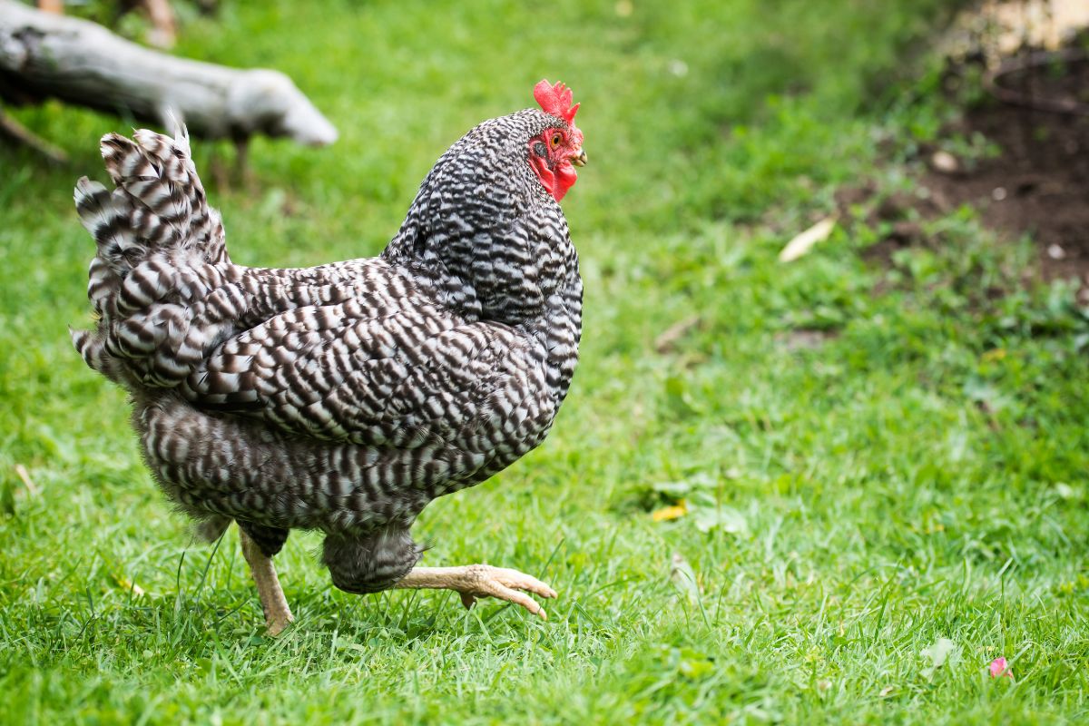 A Dominique Chicken walking on a green pasture.